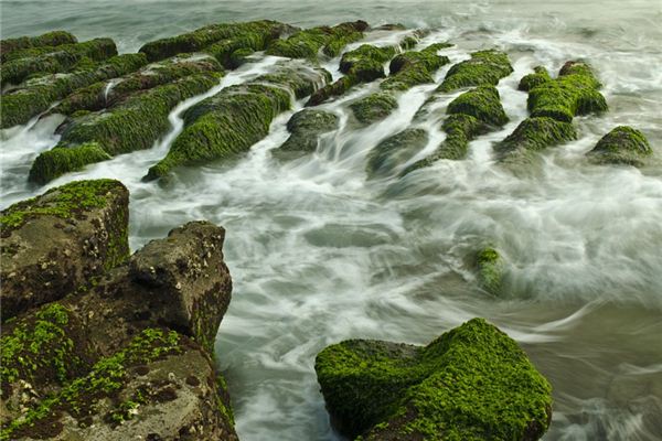 The meaning and symbol of Algae in dream