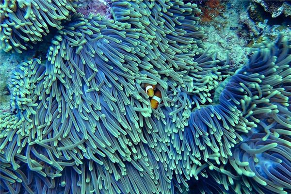 The meaning and symbol of coral in dream