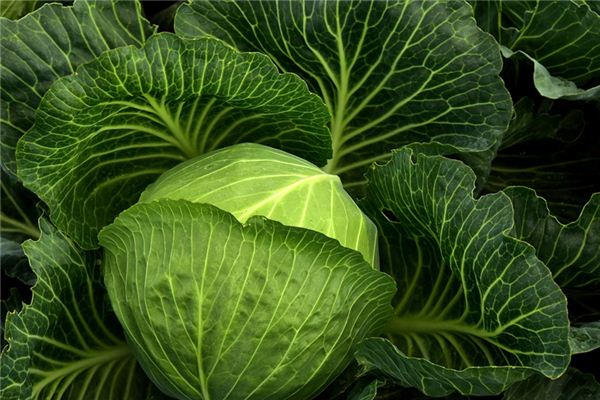 The meaning and symbol of cabbage in dream