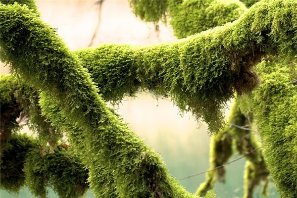 The meaning and symbol of moss in dream
