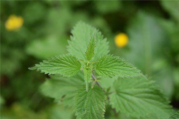 The meaning and symbol of nettle in dream