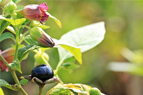 The meaning and symbol of Belladonna in dream