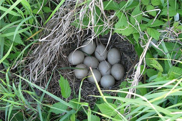 The meaning and symbol of duck eggs in dream