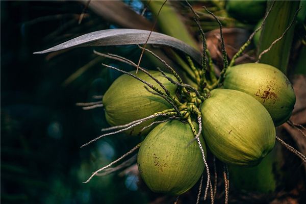 The meaning and symbol of Coconut juice in dream