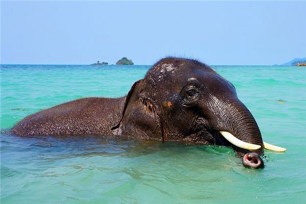 The meaning and symbol of ivory in dream