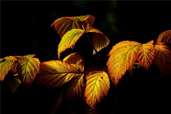 The meaning and symbol of Golden leaves in dream