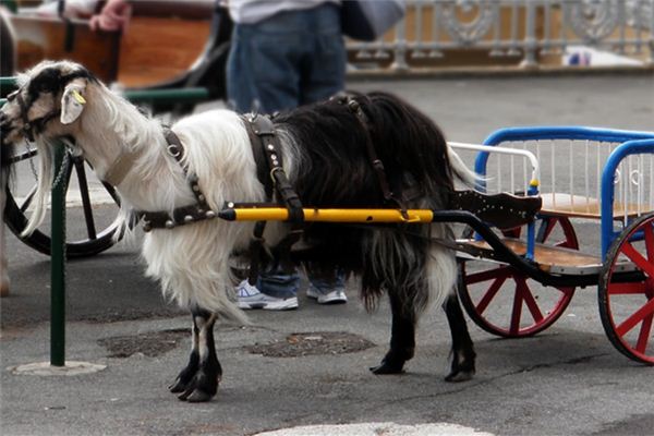 The meaning and symbol of Sheep cart in dream