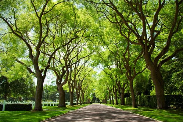 The meaning and symbol of canopy in dream