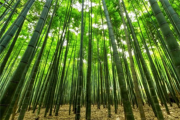 The meaning and symbol of bamboo in dream