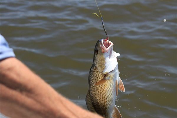 The meaning and symbol of Fishing hook in dream