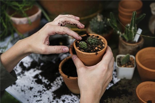 The meaning and symbol of flower pot in dream