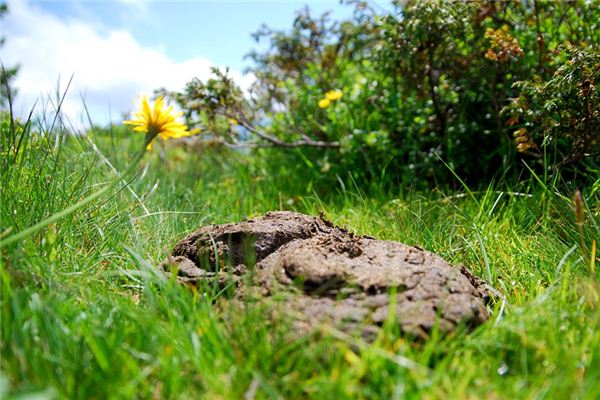 The meaning and symbol of Cow dung in dream