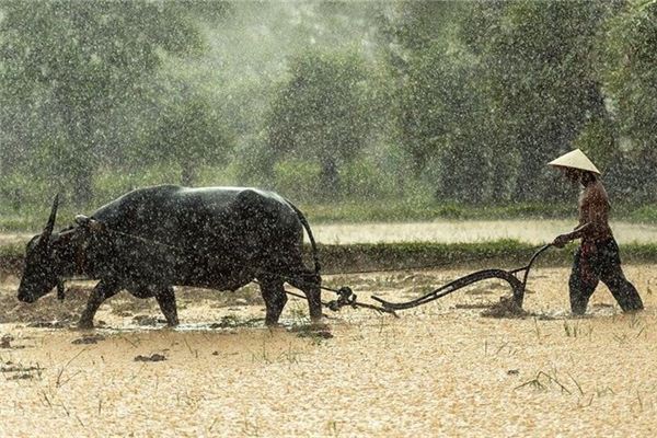 The meaning and symbol of Farming in dream