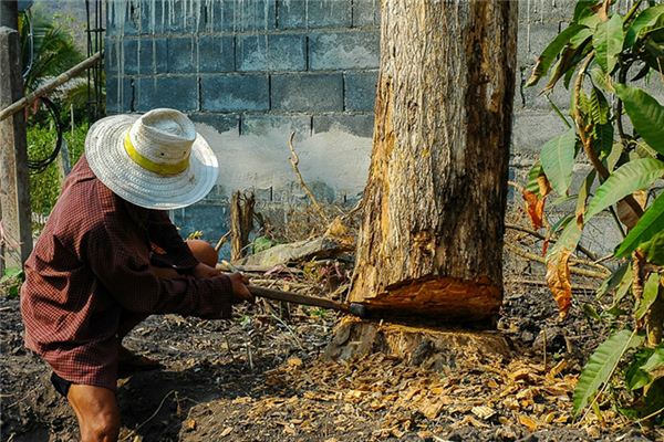 The meaning and symbol of Felling big trees in dream