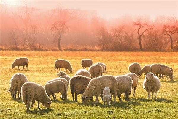 The meaning and symbol of Sheepshearing in dream