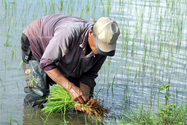 The meaning and symbol of farm work in dream