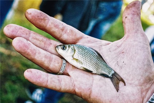 The meaning and symbol of Catch fish in dream