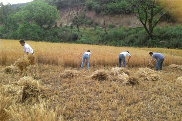 The meaning and symbol of Cut rice in dream