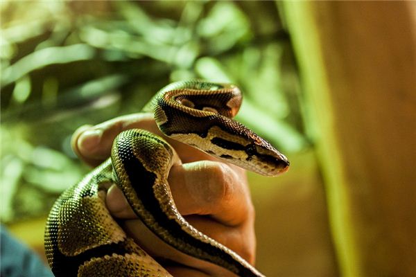 dream about lots of snakes in house dream about lots of snakes in house