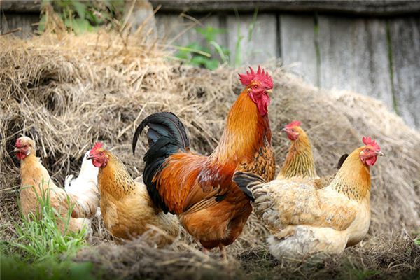 The meaning and symbol of Grandma feeding chicken in dream