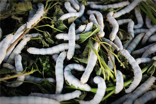 The meaning and symbol of feed silkworms in dream