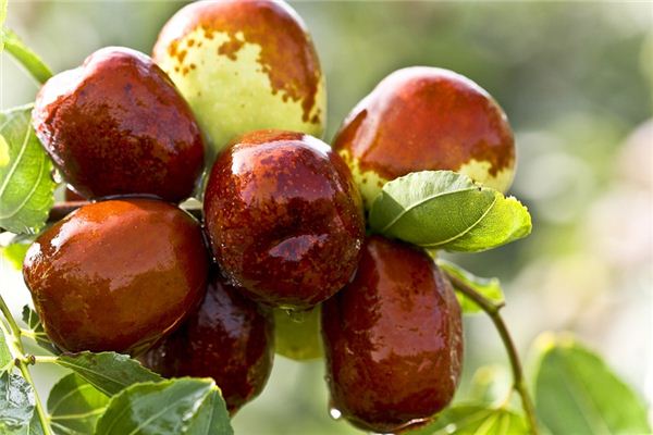 The meaning and symbol of Jujube Picking in dream