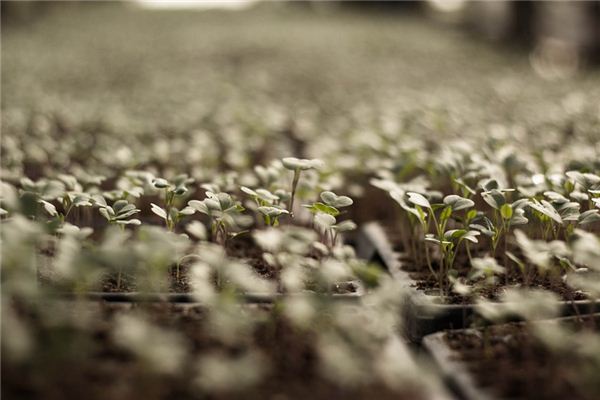 The meaning and symbol of Grow vegetables in dream