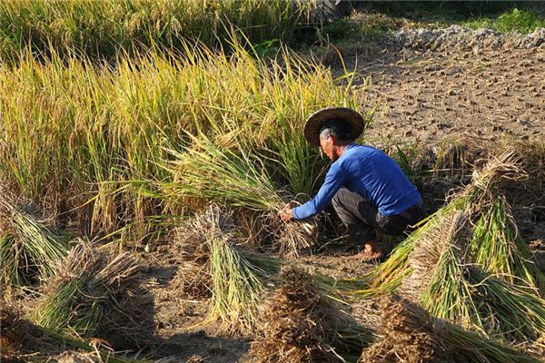 The meaning and symbol of Harvest rice in dream