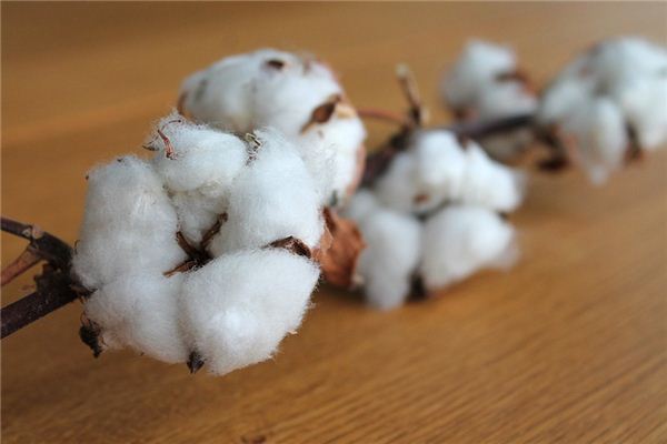 The meaning and symbol of Picking cotton in dream