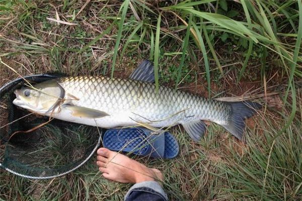 The meaning and symbol of woman catching fish in dream