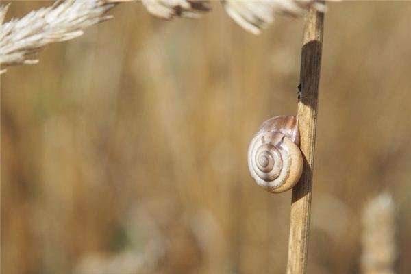 The meaning and symbol of Picking up snails in dream