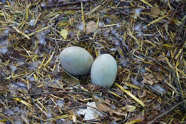 The meaning and symbol of Picking goose eggs in dream