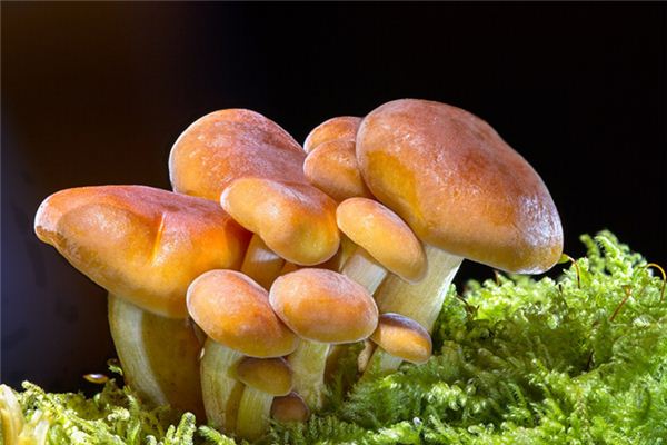 The meaning and symbol of Buy mushrooms in dream