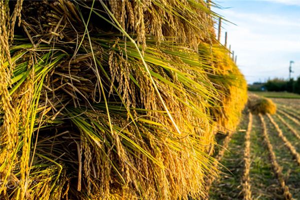 The meaning and symbol of Threshing in dream