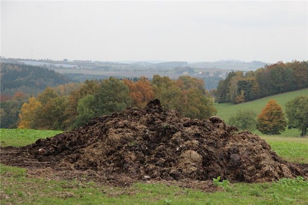 The meaning and symbol of Pick big dung in dream