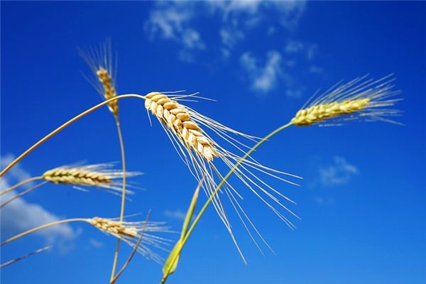 The meaning and symbol of Grow wheat in dream