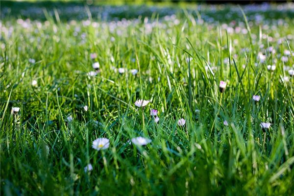 The meaning and symbol of weeding in dream