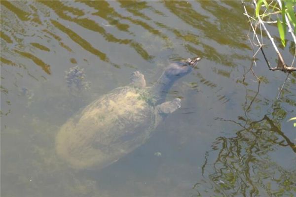 What is the meaning and symbolism of catching a turtle in a dream?