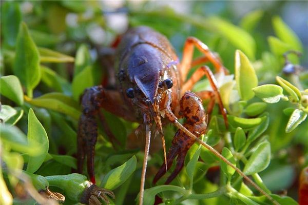 What is the meaning and symbolism of buying shrimp in the dream?