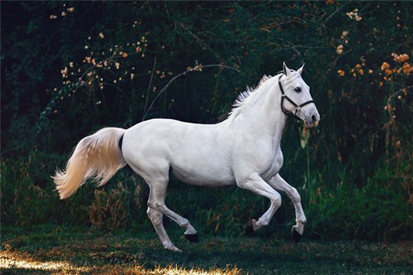 What is the meaning and symbolism of horse riding in the dream?