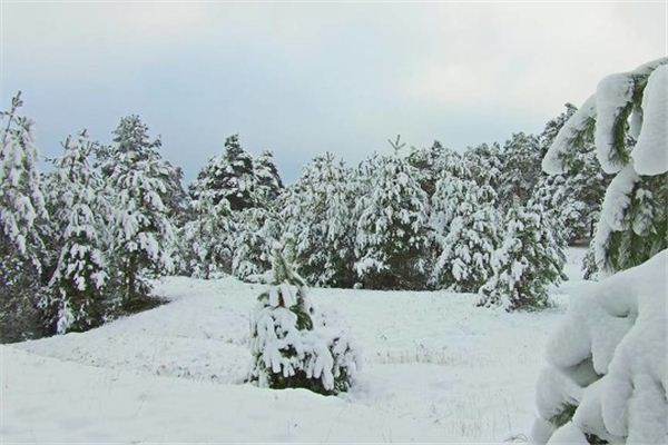 What is the meaning and symbol of walking in a dream in the snow-covered forest?