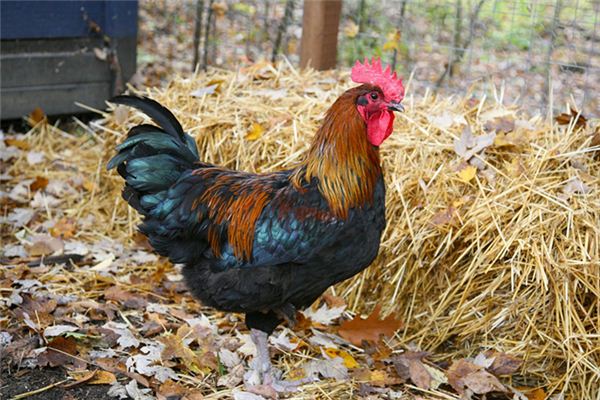 What is the meaning and symbol of being chased by a rooster in a dream?