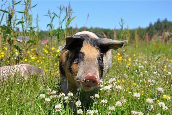 What is the meaning and symbolism of riding a pig across a river, lake or sea in a dream?