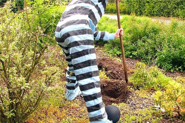 What is the meaning and symbolism of digging a grave with your mother and burying your uncle in your dream?