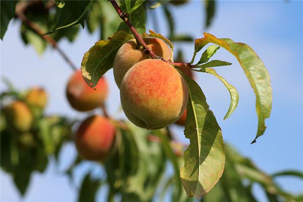 What does picking peaches mean and symbolize in dreams?