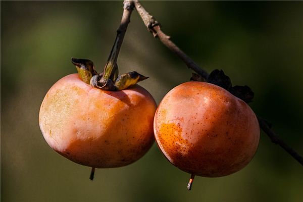 What is the meaning and symbol of stealing persimmons in dreams?