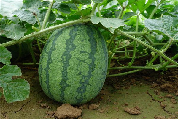 What is the meaning and symbolism of stealing and picking watermelons in dreams?