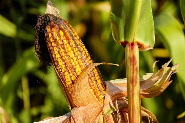 What is the meaning and symbol of stealing corn in a dream?