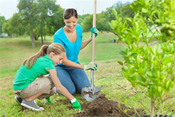 What does planting a tree mean and symbolize in a dream?