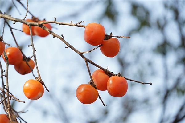 The meaning and symbol of eating persimmon in dreams